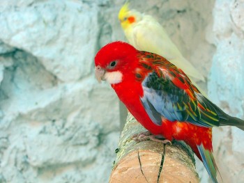Birds Garden of Isfahan