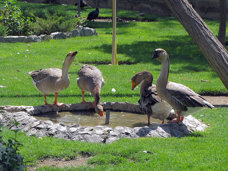 Birds Garden of Isfahan