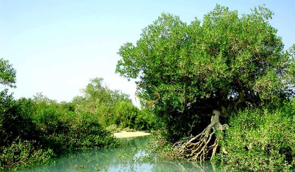 Mangrove Forests of Qeshm