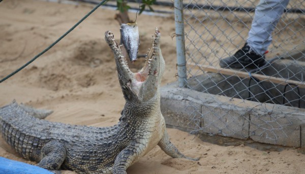 Noopak Crocodile Park