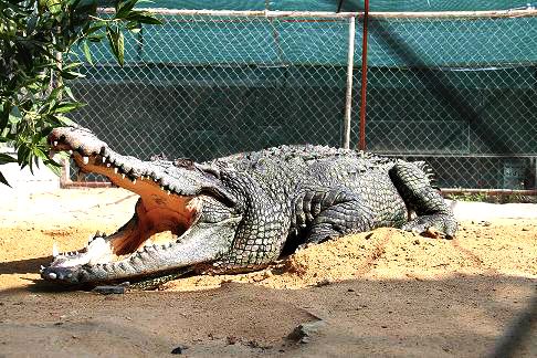Noopak Crocodile Park