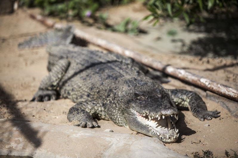 Noopak Crocodile Park