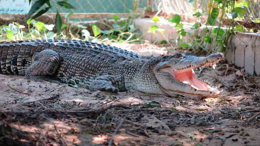 Noopak Crocodile Park