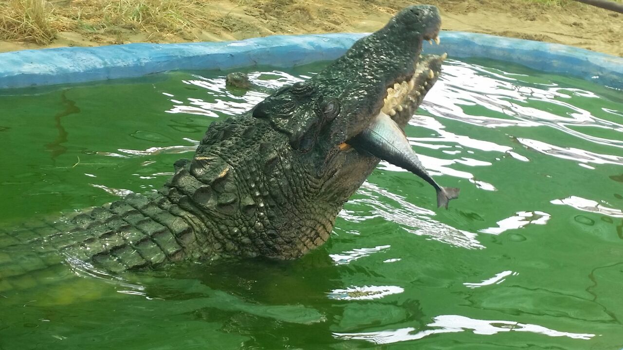 Noopak Crocodile Park